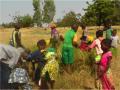 Ragazze e ragazzi al lavoro nei campi in Burkina Faso.